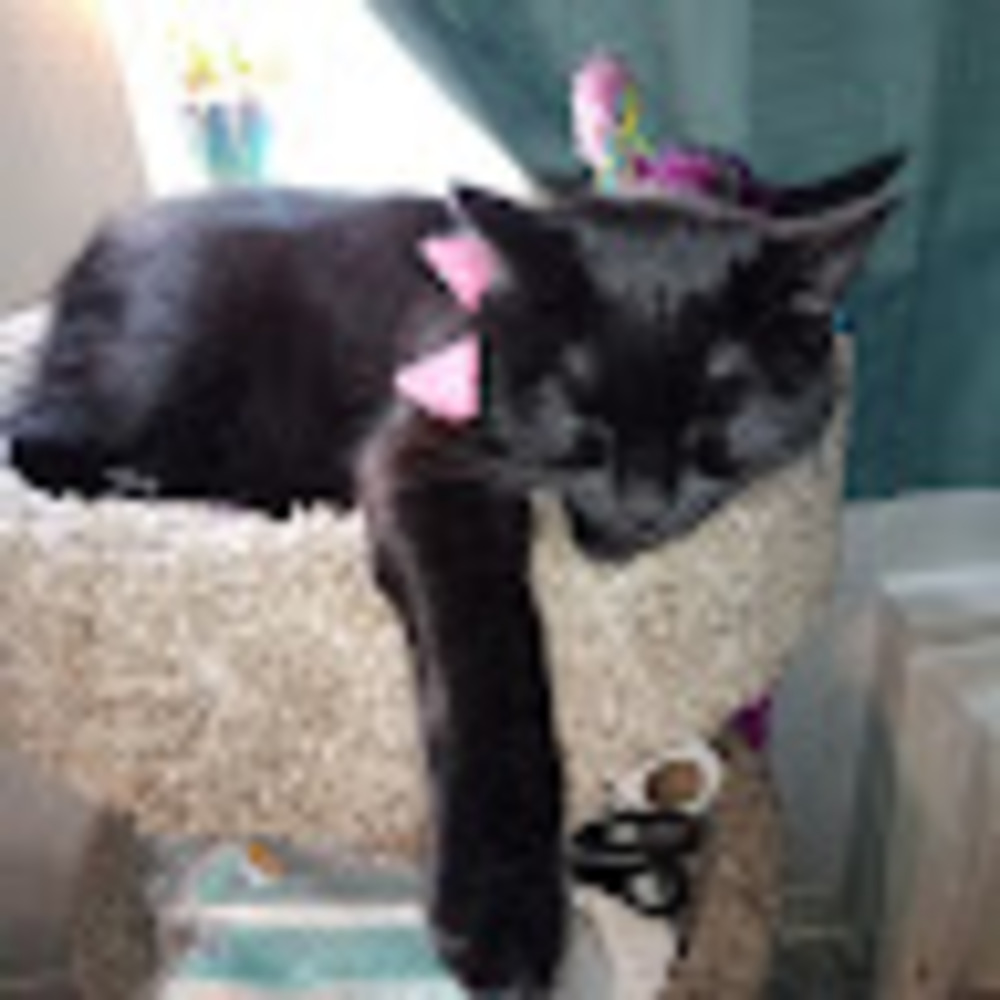 Meet your Posher, Jacqueline